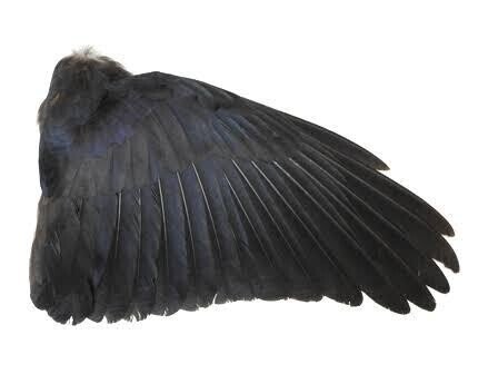 第1723回 鳥の翼｜翆野 大地