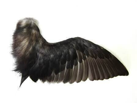 第1723回 鳥の翼｜翆野 大地