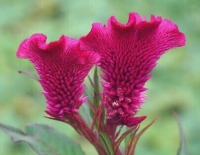 今日の花 21 8 24 ケイトウ 花言葉 おしゃれ 風変わり 名言 女のおしゃれ心は恋心に比例する おしゃれをしなくなった娘は危険です 宇野千代 服装 髪型 化粧などで自分らしさを表現する だー Note