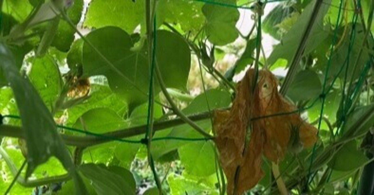 大人】植物観察からゲーテの認識論へ③ 植物を見て自己教育