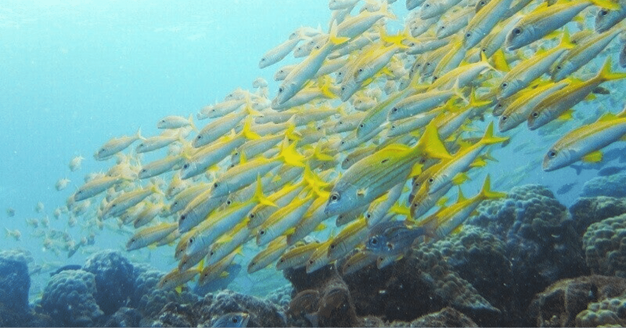 泳ぎ釣りの始め方 エサ Shinmr Note 泳ぎ釣りの始め方 エサ Shinmr Note