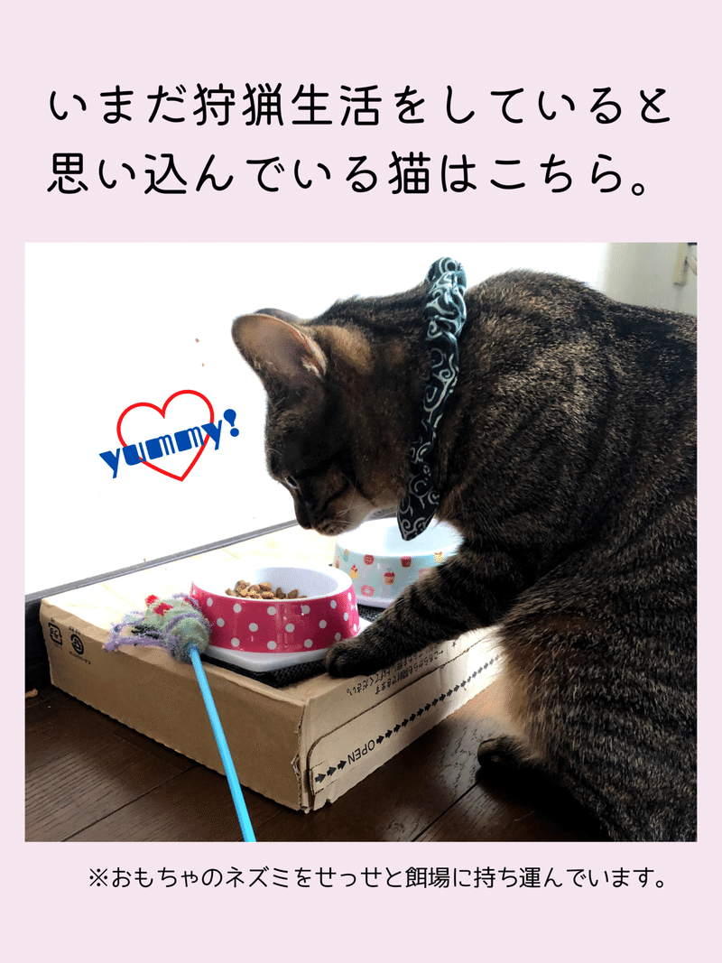 いまだ狩猟生活をしていると思い込んでいる猫はこちら。