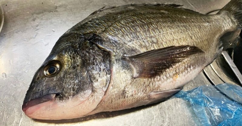 食べる魚コレクション004 クロダイ チヌ しのぶめし Note 食べる魚コレクション004 クロダイ チヌ しのぶめし Note