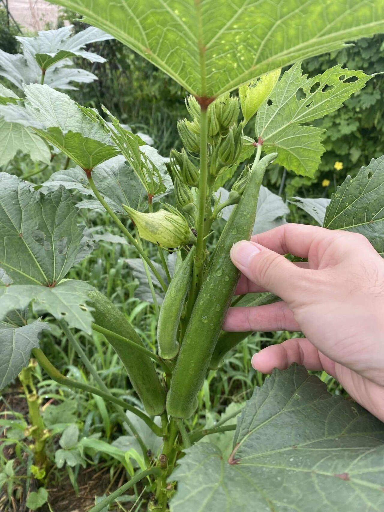 気付けば オクラがビッグサイズに これはもう 種取り用だな ひらっち フリーライター 農家の経済自由人 Note