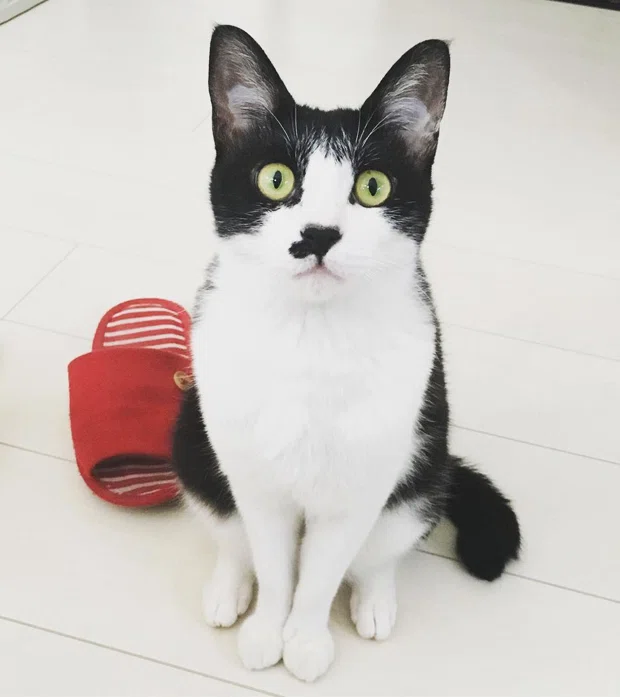 愛猫の記念日が3つも重なると いい部屋ペット いい部屋ネット 公式 Note