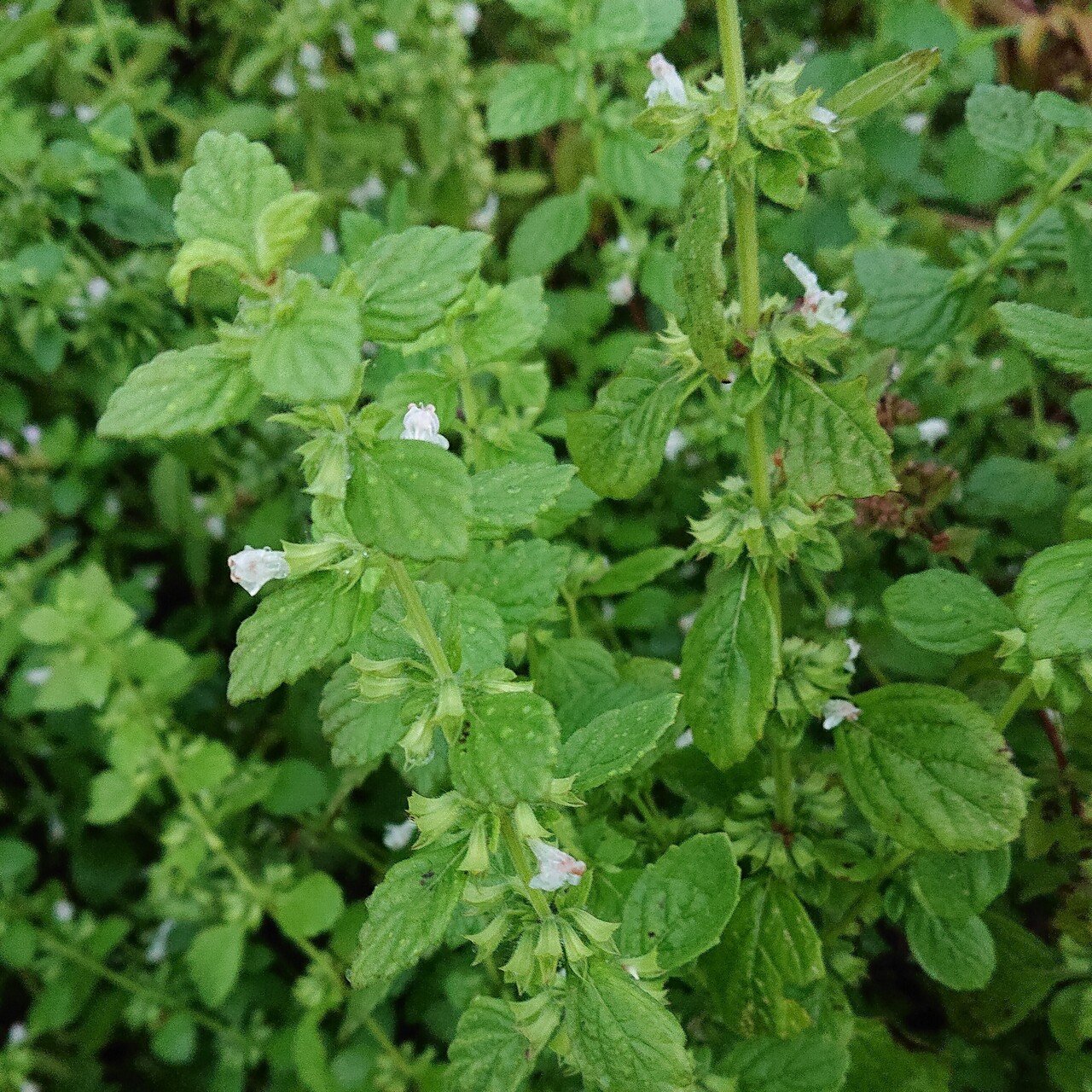 レモンバーム Lemon Balm レモンバームの花が咲きました レモンバームの花は 夏に葉と葉の間の茎に 白い小さな花を付けます Www Instagram Com P Cs9 Grace Note