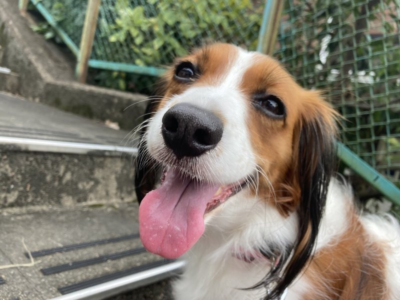 コーイケルホンディエ オランダ犬 の生態 Tt Note コーイケルホンディエ オランダ犬 の生態 Tt Note
