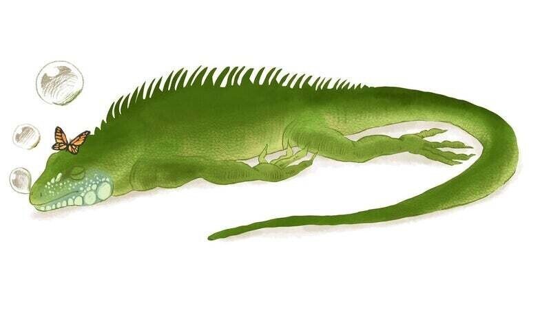 iguana寝てる