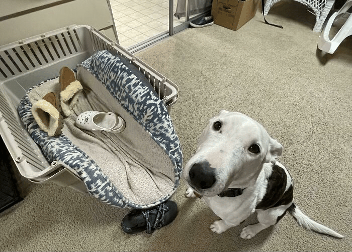 愛犬がやらかしたら 2 ノリノリ Note