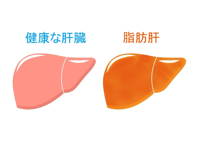 肝臓 健康な肝臓 脂肪肝