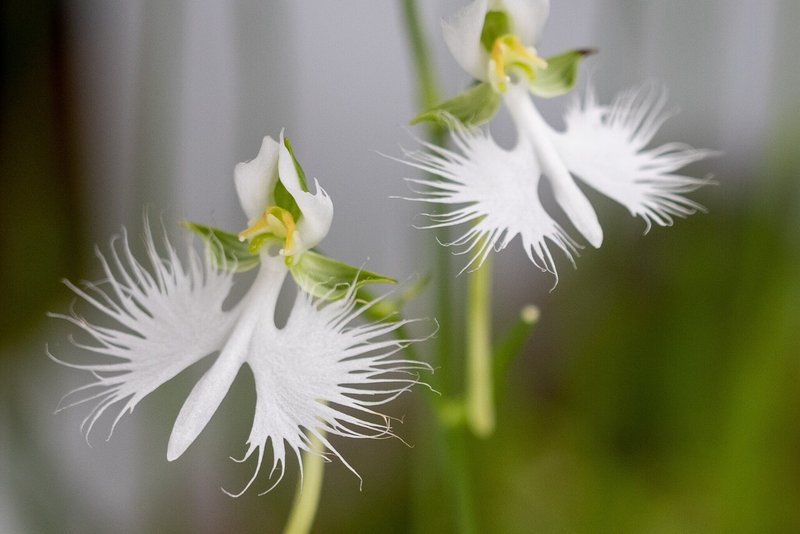Fringed Orchid Zen Note
