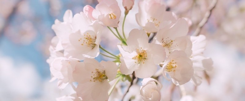 期待することを、私はまだやめたくない。春、桜、舞う季節のはじまりに