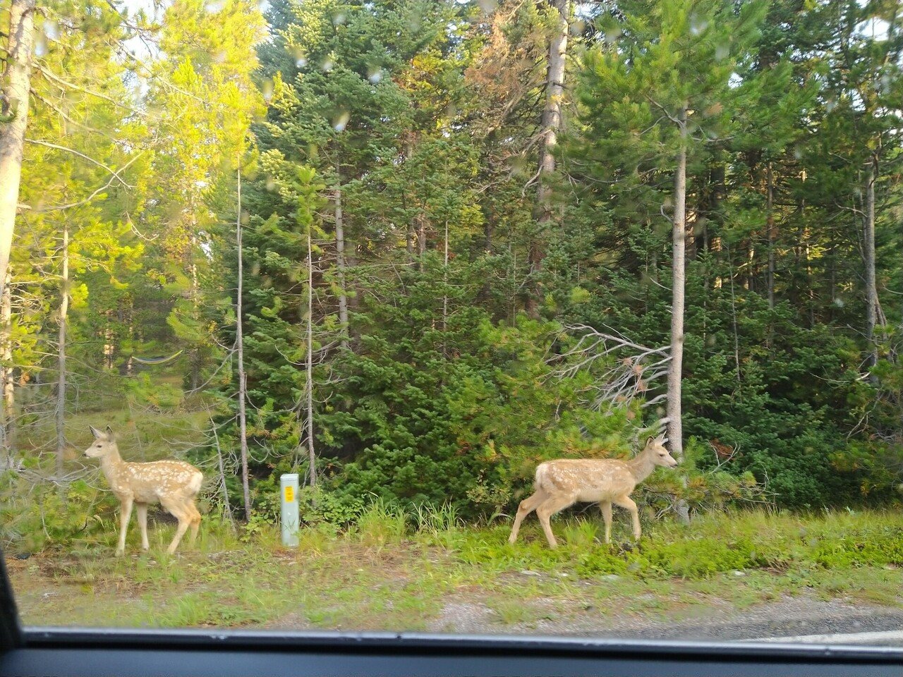 子連れイエローストーン Ayanan Note