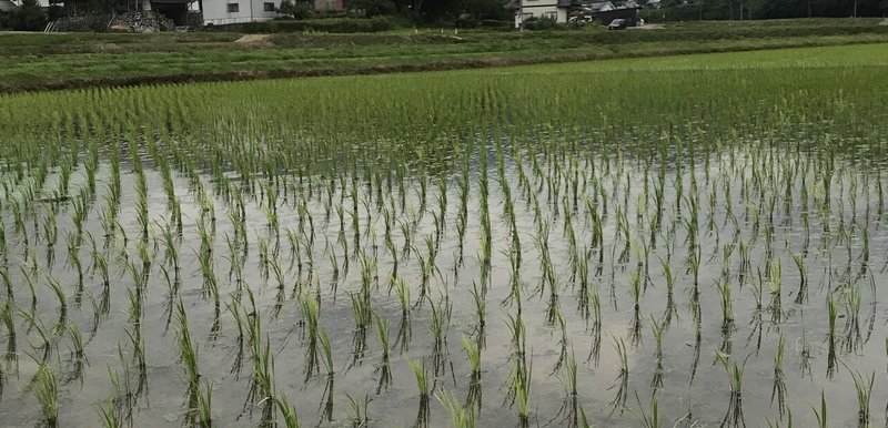 田中さん田植え1 2