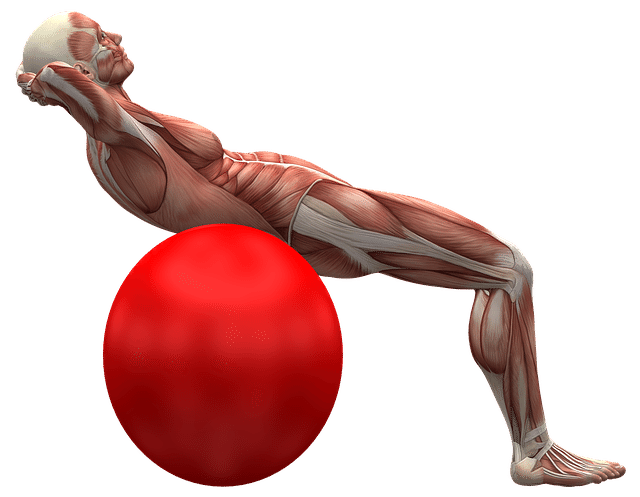 筋肉とバランスボール