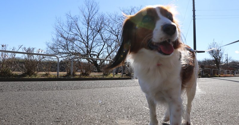 コーイケルホンディエ オランダ犬 の生態 Tt Note コーイケルホンディエ オランダ犬 の生態 Tt Note