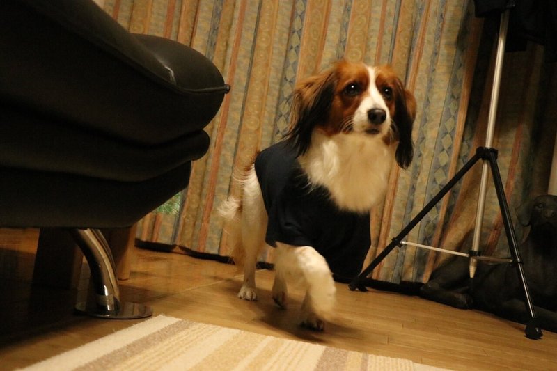 コーイケルホンディエ オランダ犬 の生態 Tt Note コーイケルホンディエ オランダ犬 の生態 Tt Note