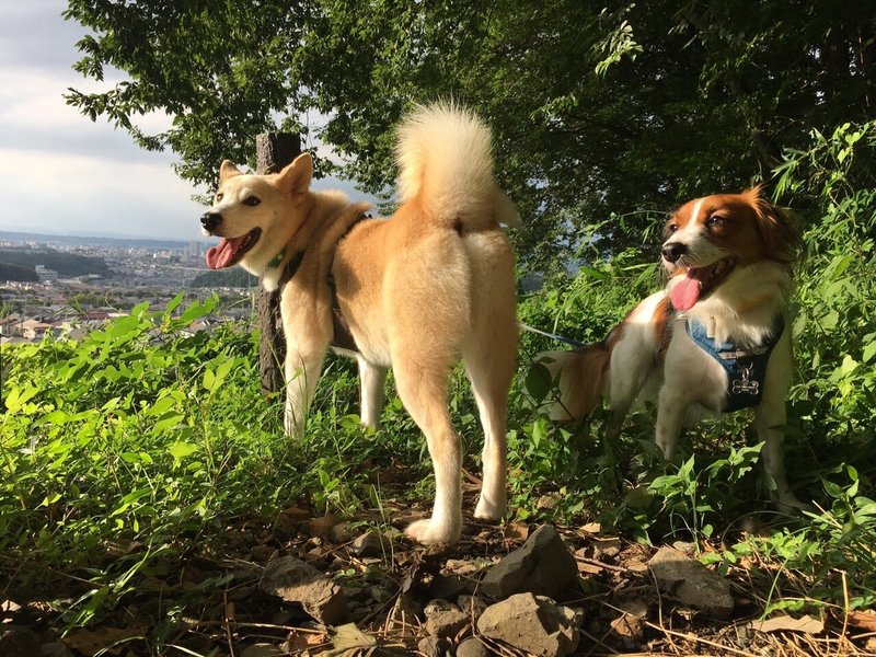 コーイケルホンディエ オランダ犬 の生態 Tt Note