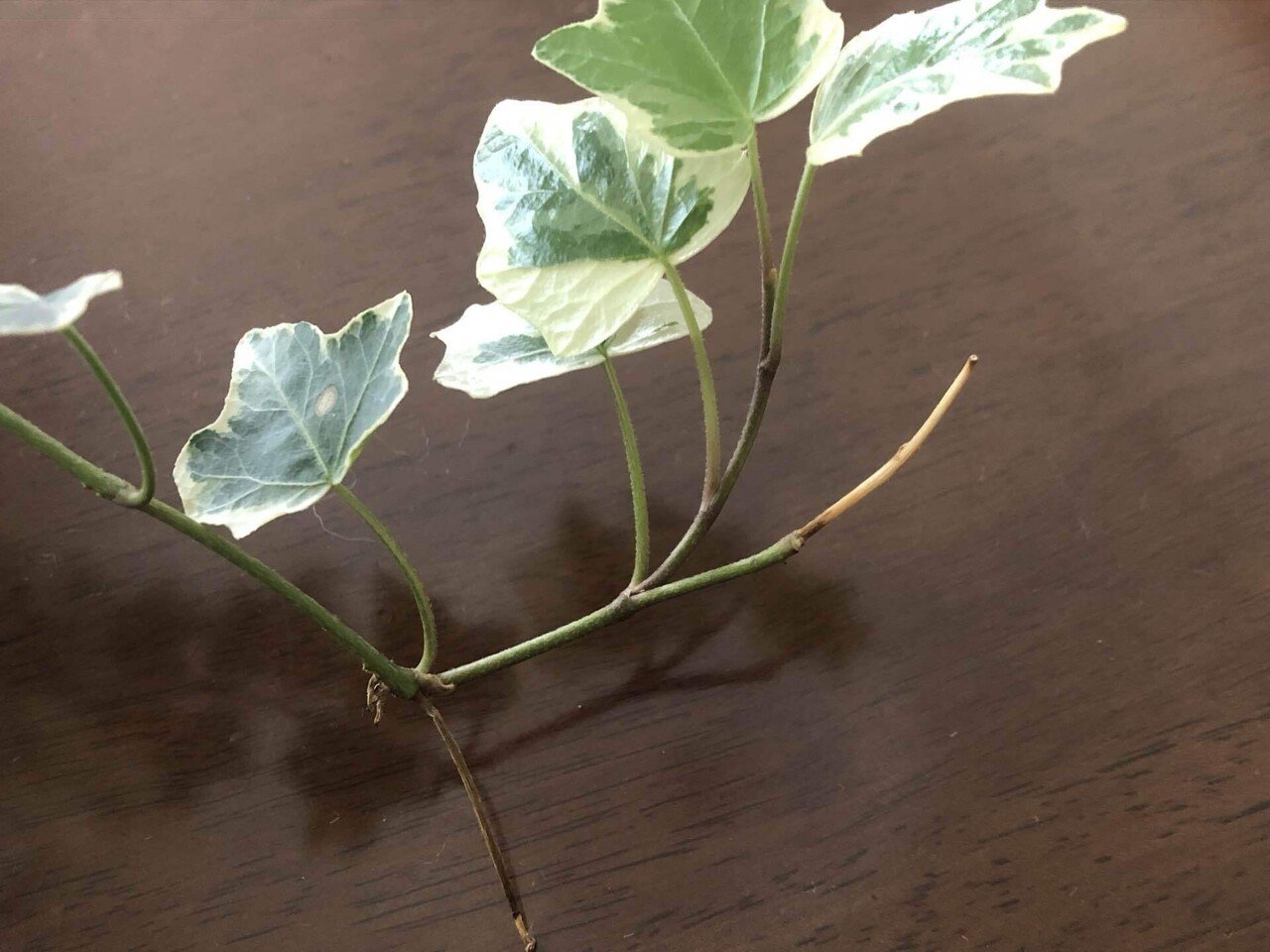 アイビーを剪定する 馬味 Note アイビーを剪定する 馬味 Note