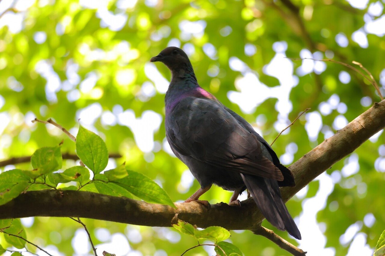 小笠原諸島 世界遺産を色んな角度で見てみよう 永高の中学受験部屋 Note 小笠原諸島 世界遺産を色んな角度で見てみよう 永高の中学受験部屋 Note
