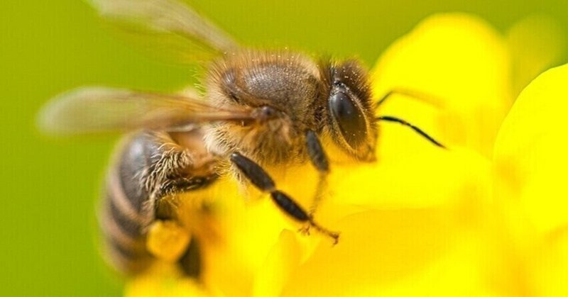 ハチを“利用して殺す”ために輸入している、日本農業の罪とは！？