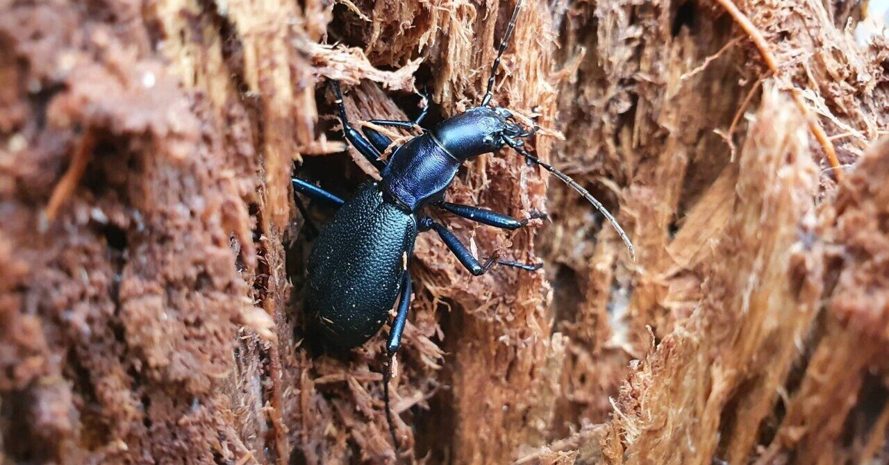 新潟県 サドマイマイカブリ採集記 キヨタミ Note 新潟県 サドマイマイカブリ採集記 キヨタミ Note