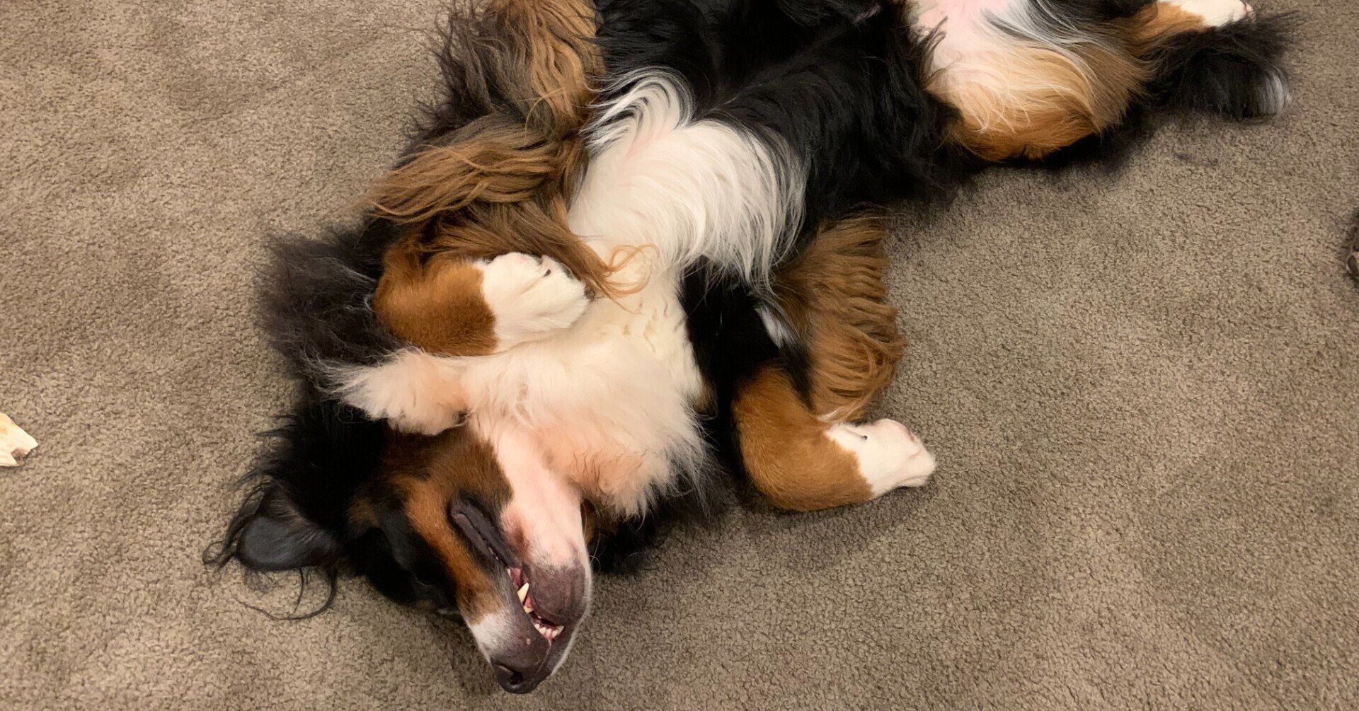 犬の気疲れ Koh Note