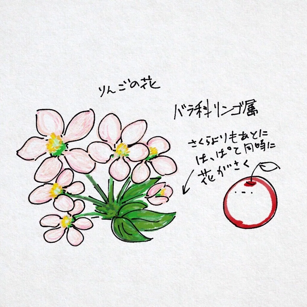 花の絵と花の話｜FMIC7743