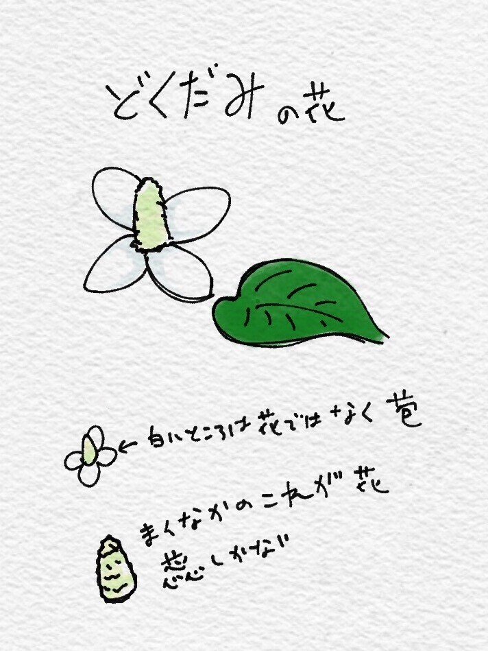 花の絵と花の話｜FMIC7743