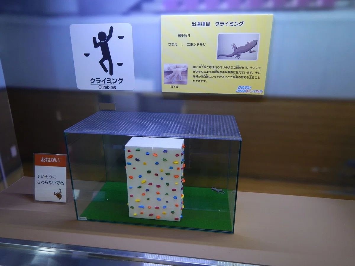 画像8