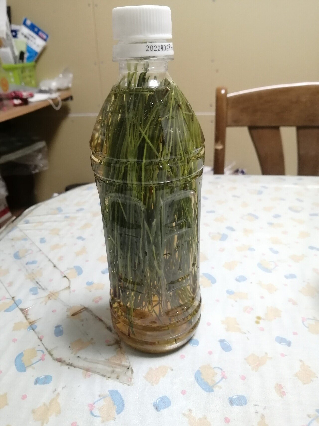 ベランダ菜園 陽子絵画制作室 Note