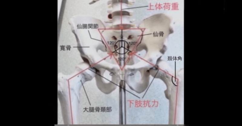 骨盤の構造と下肢抗力について
