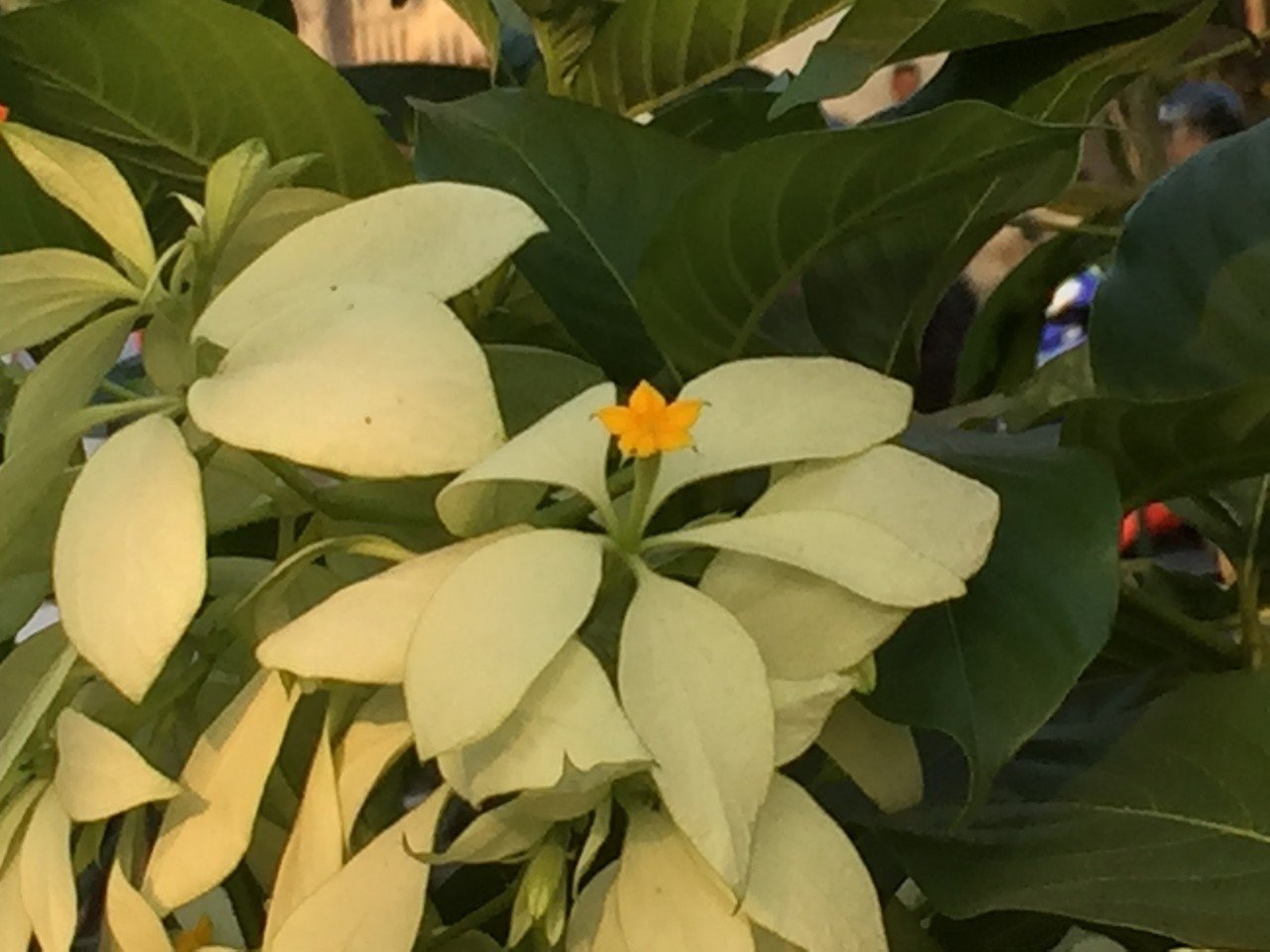 お花ゴールド インドネシアその1 Morenolaw Com
