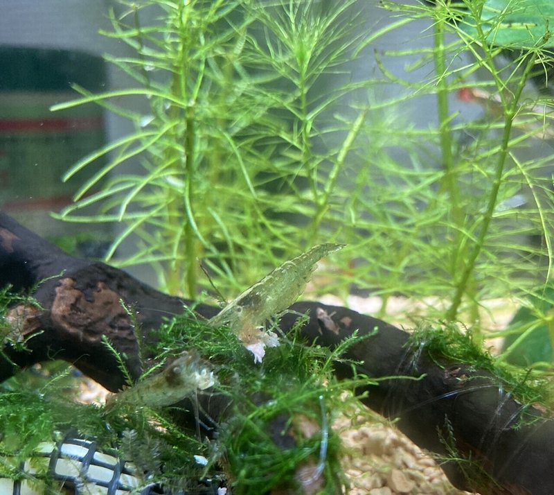 21 08 25 野蛮な餌争奪戦 古岩井 Note