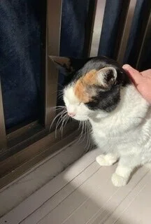三毛猫はほぼ100％レディの理由をご紹介！！ 紳士に接しましょう(笑
