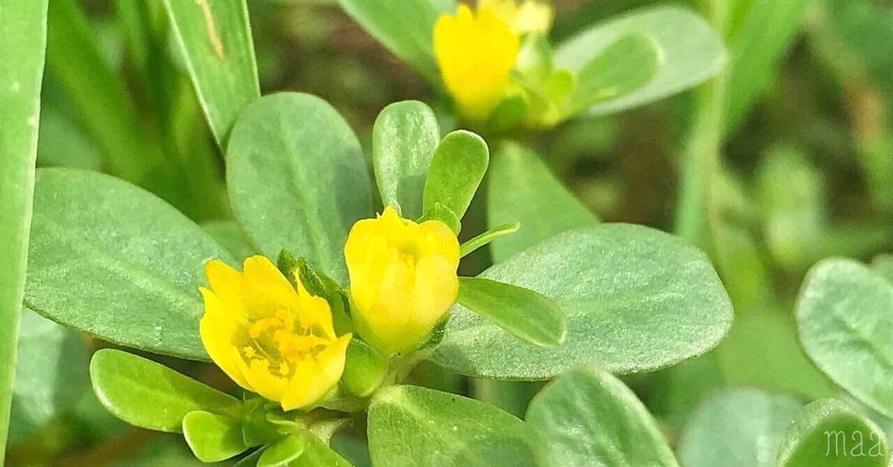 スベリヒユ｜maa