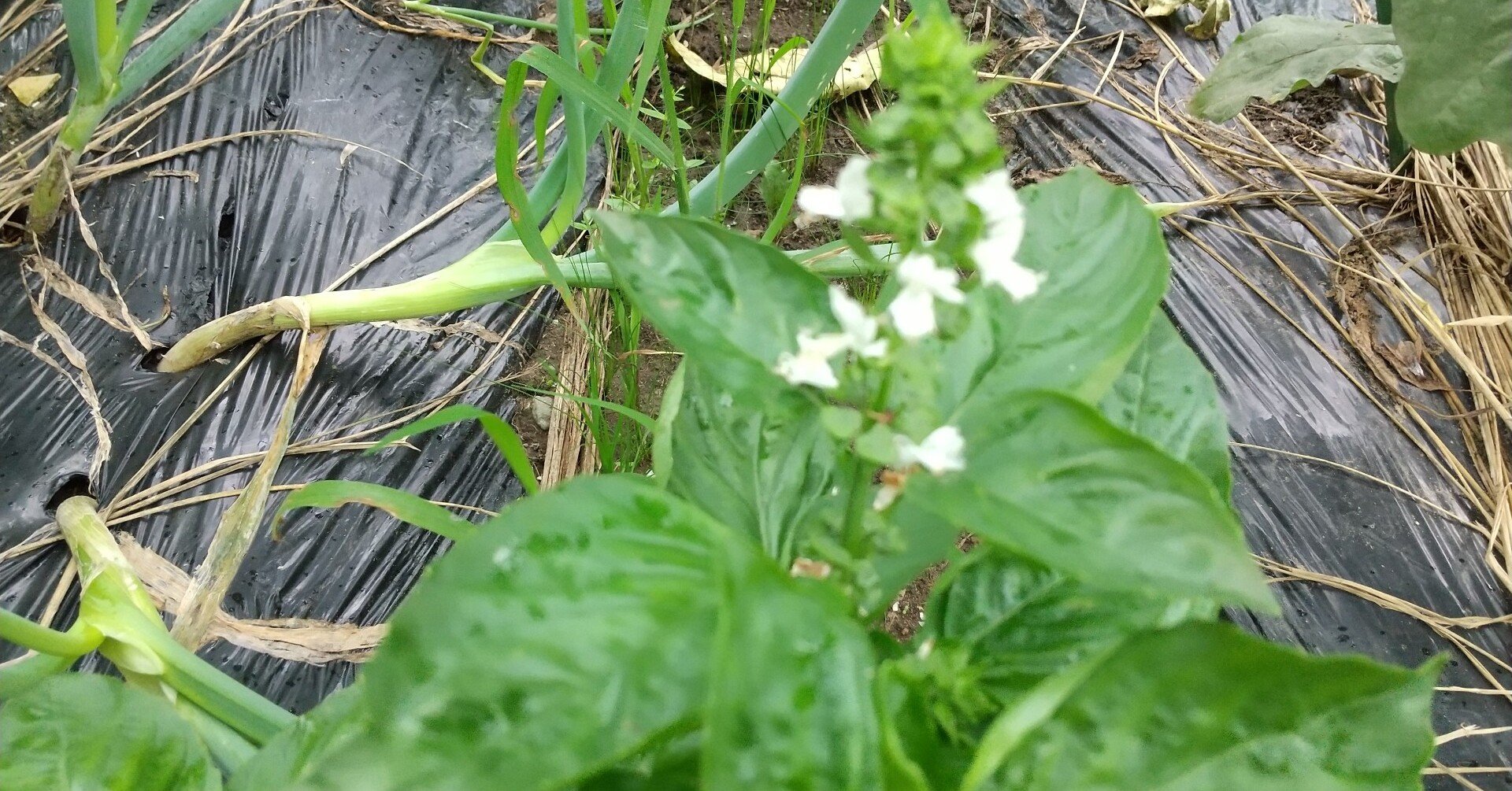 バジルの白い花が咲き始めると 夏の終わりを感じます 畑とごはんと猫便り Vol 15 Reirei Note