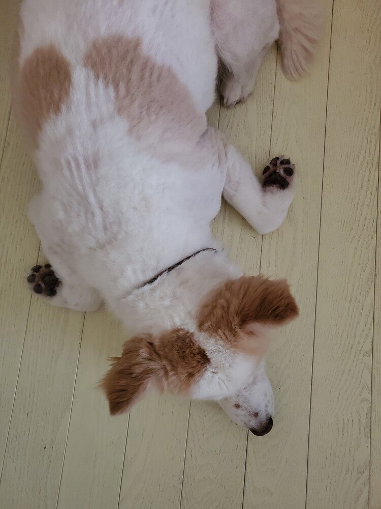 羽根に肉球ついてる、
みたいな手でいつも寝てる麩。

#dog #inu #犬 #犬の麩 #天使犬 #犬のいる暮らし #猫の幸犬の麩 
https://instagram.com/catsachi.dogfu