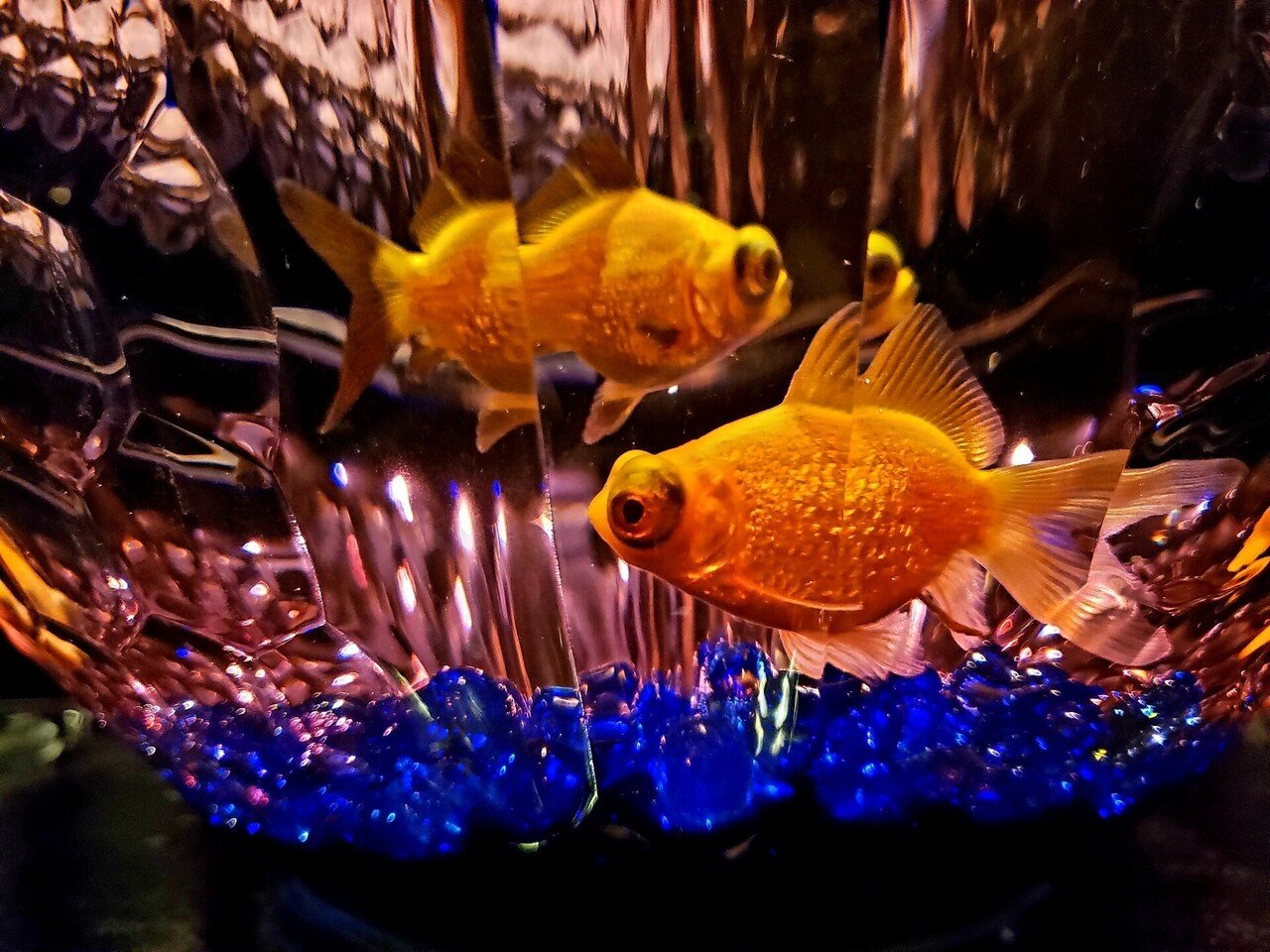 アートアクアリウム展 金魚の艶e E O E ひばりん Note アートアクアリウム展 金魚の艶e E O E ひばりん Note