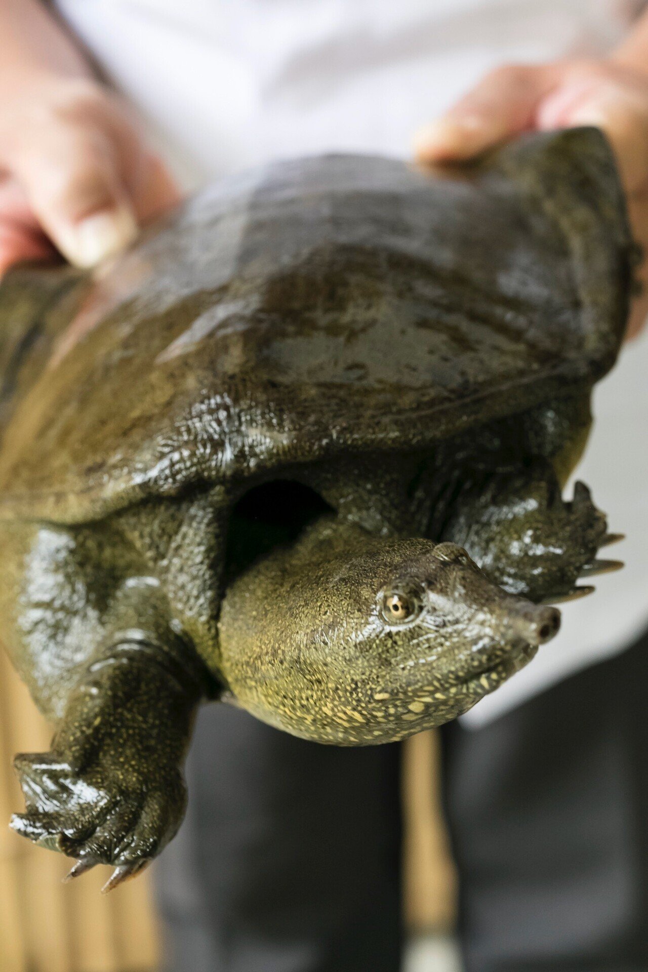 9月 鰻とスッポンで夏バテを吹き飛ばす 懐石小室 Note 9月 鰻とスッポンで夏バテを吹き飛ばす 懐石小室 Note