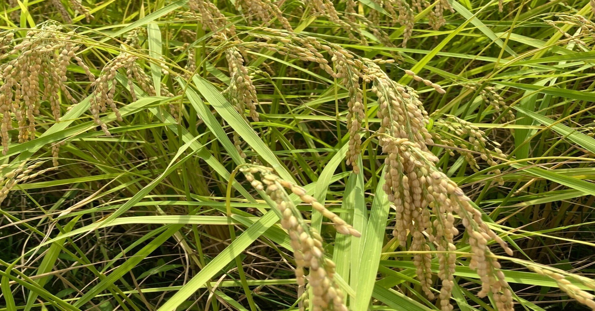 令和3年米 稲刈り始まりましたよー 稲ほ舎 Note 令和3年米 稲刈り始まりましたよー 稲ほ舎 Note