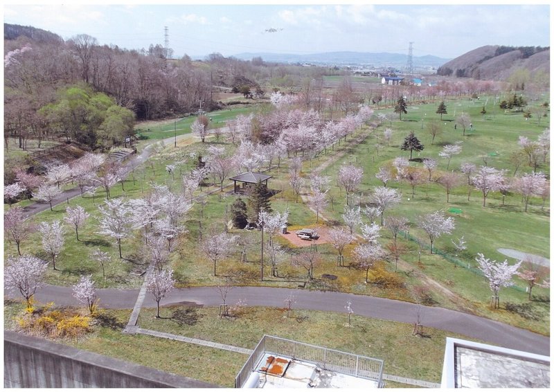 特別賞 22 桜