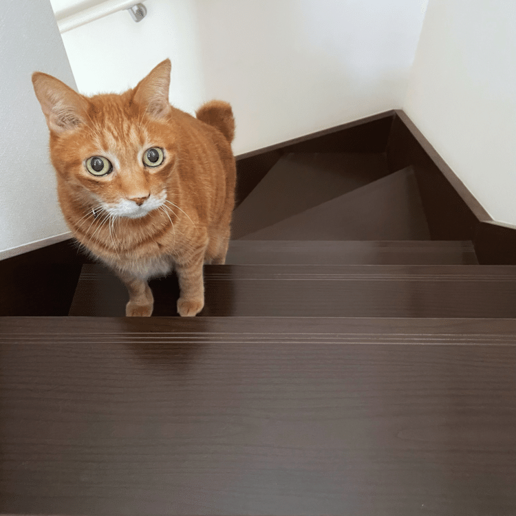 「ママは上にいる、ボク行かなきゃ。」ママの行くところ行くところついていくボク兄。階段も一日になんどものぼって、よーく動いてます♪この子。