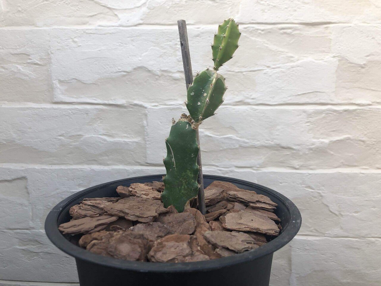 備忘録 植物事情 21 8 馬味 Note 備忘録 植物事情 21 8 馬味 Note