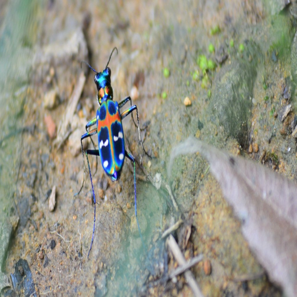 ミチシルベ 斑猫 ハンミョウ おおの たつや Note