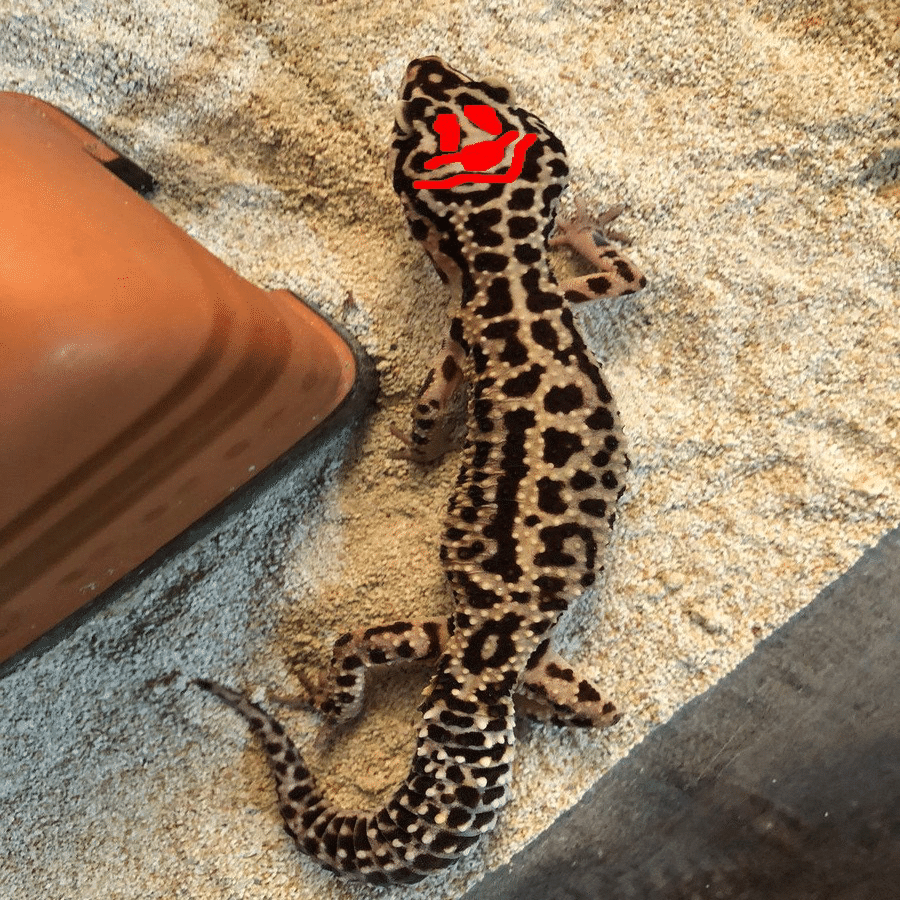 8月26日 うちのレオパのご紹介 ろりすけ Note