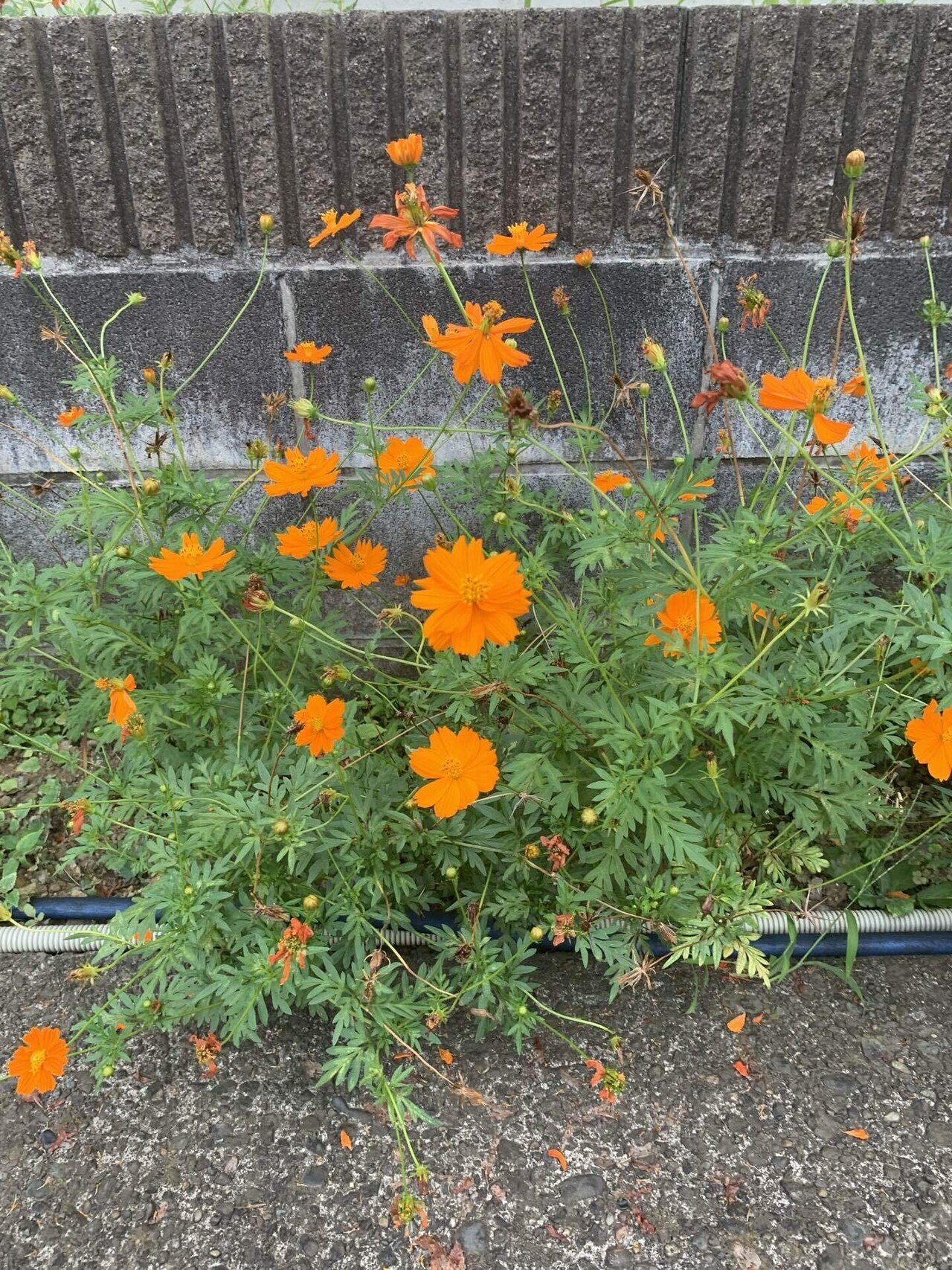 夏の花 5 キバナコスモス シラちゃん Note
