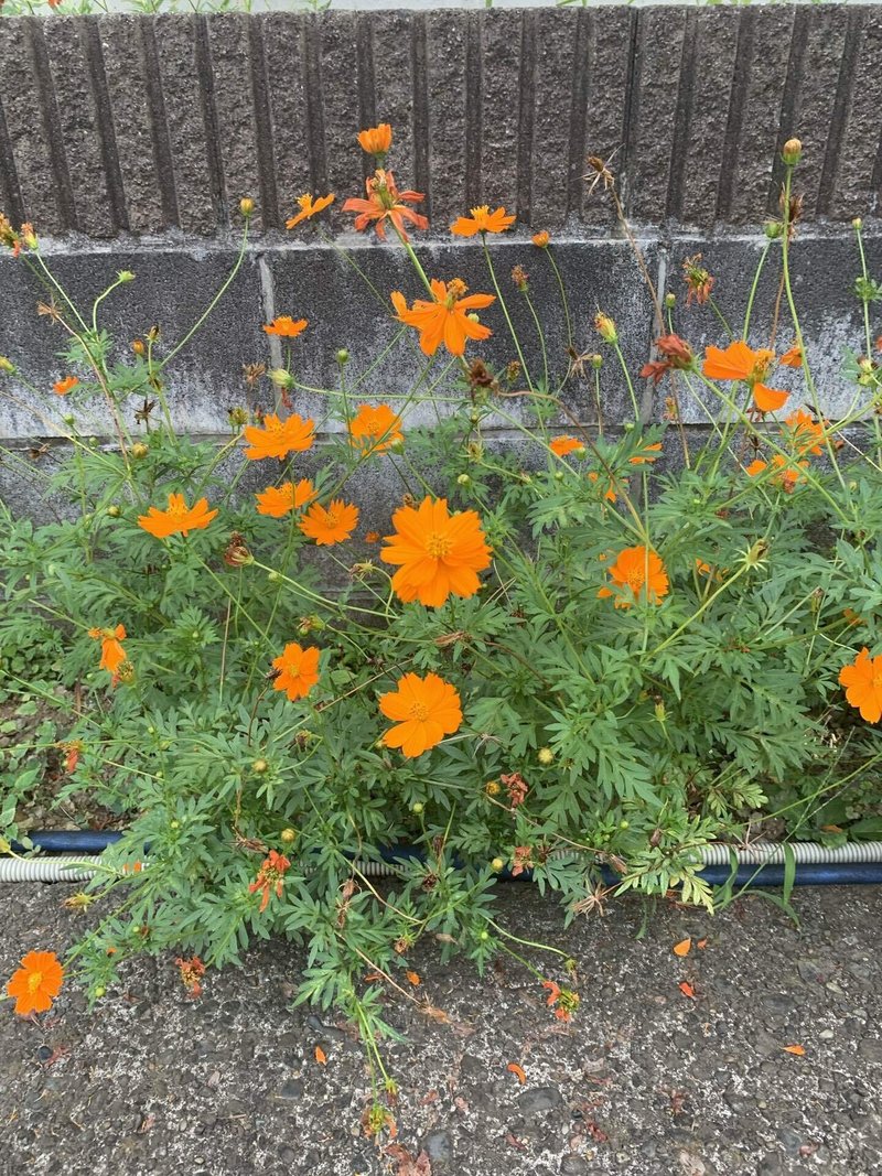 夏の花 5 シラちゃん Note