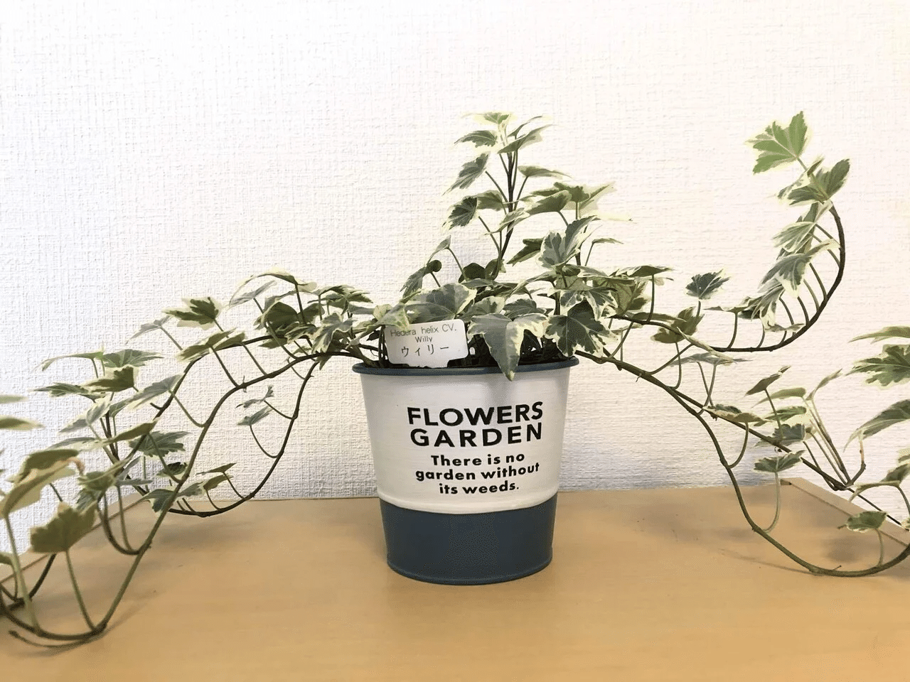 アイビーを剪定する 馬味 Note アイビーを剪定する 馬味 Note