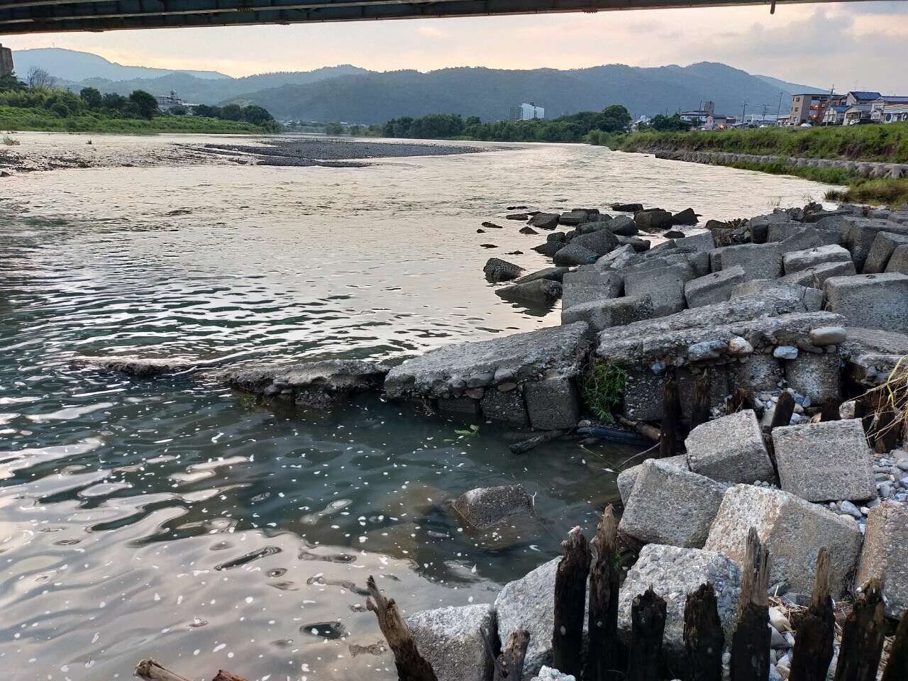 21 8 23 京都 桂川 ブラックバス釣行 もげ太郎 Note 21 8 23 京都 桂川 ブラックバス釣行 もげ太郎 Note